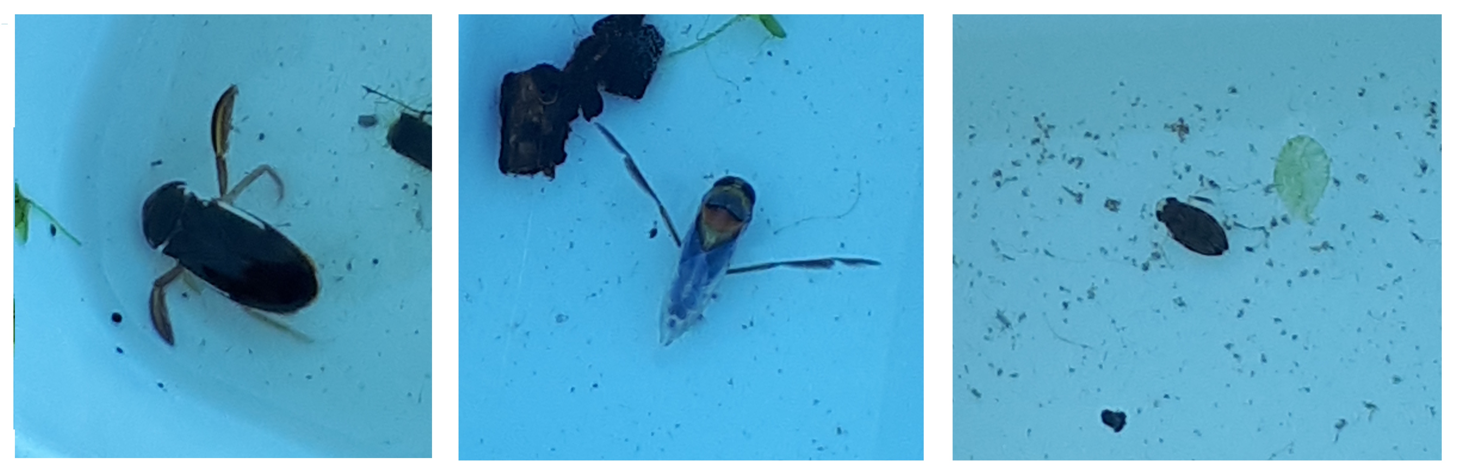 Water Boatmen