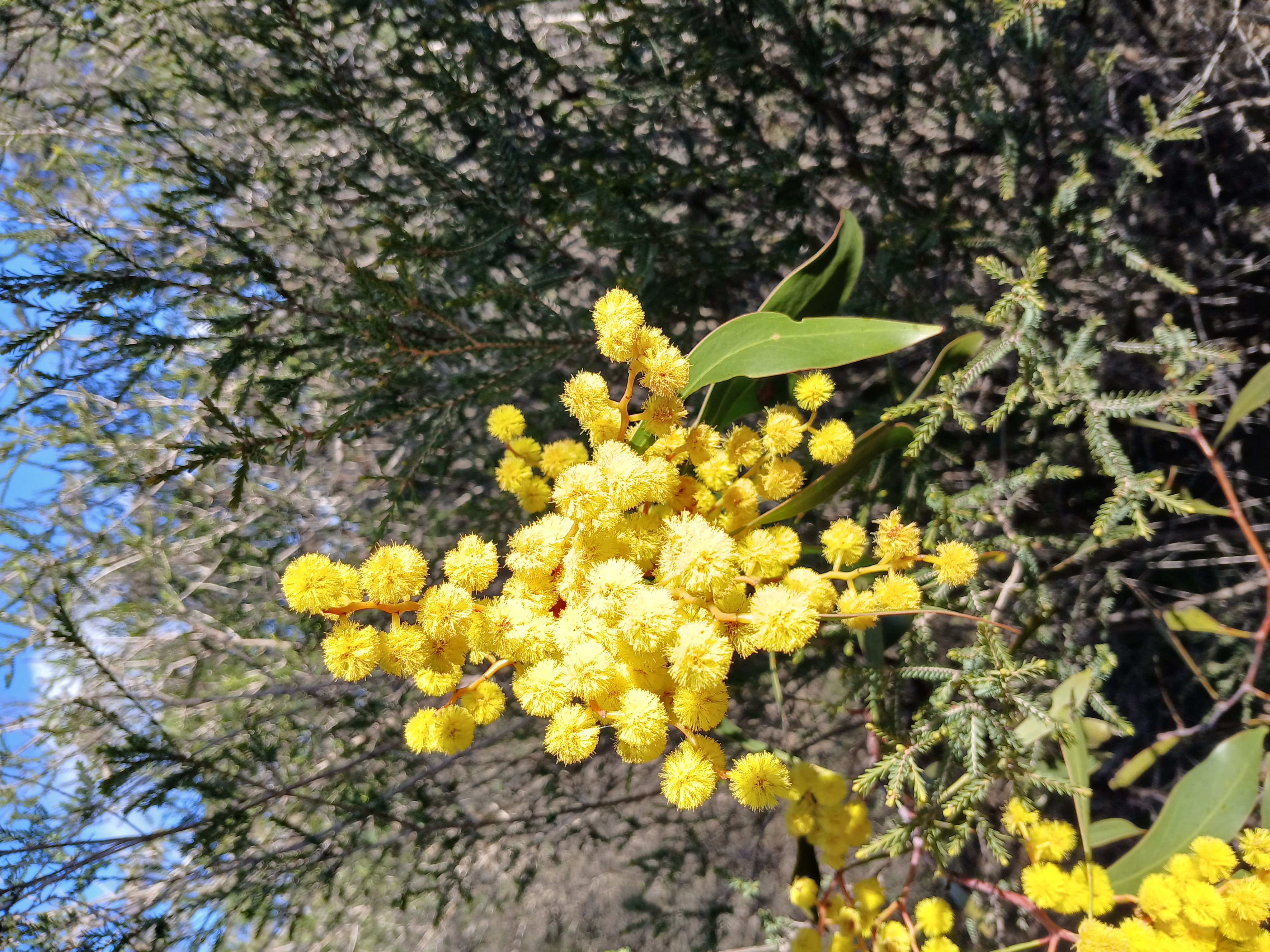 Wellsford Wattle